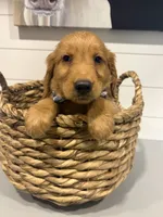 Milo, a male Golden Retriever for sale in Centralia, IL – 2 of 2