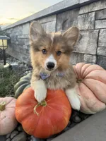 Hank, a male Pembroke Welsh Corgi for sale in Centralia, IL – 4 of 5