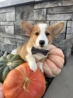 Waylon, a male Pembroke Welsh Corgi for sale in Centralia, IL – 3 of 4
