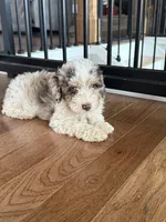 Tessa, a female Miniature Aussiedoodle for sale in Centralia, IL – 2 of 2