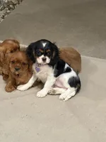 Winnie, a female Cavalier King Charles Spaniel for sale in Centralia, IL – 2 of 3