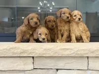 Goldendoodles, a male Miniature Goldendoodle for sale in Centralia, IL – Photo 1 of 3