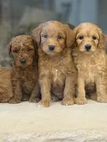 Goldendoodles, a male Miniature Goldendoodle for sale in Centralia, IL – Photo 3 of 3