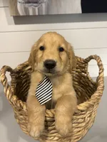 Gus, a male Golden Retriever for sale in Centralia, IL – 2 of 2