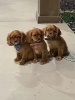 Louie, a male Cavalier King Charles Spaniel for sale in Centralia, IL – 2 of 4