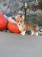 Dolly, a female Pembroke Welsh Corgi for sale in Centralia, IL – 2 of 4