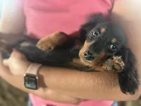 Frankie , a male Miniature Dachshund for sale in Centralia, IL – 6 of 6