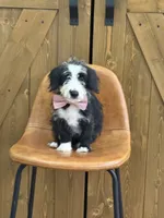 Tucker, a male Pembroke Welsh Corgi and Poodle - Miniature  for sale in Centralia, IL – 2 of 2