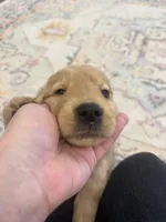 Parker , a female Golden Retriever for sale in Centralia, IL – Photo 2 of 2