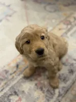 Parker , a female Golden Retriever for sale in Centralia, IL – Photo 1 of 2
