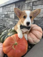 Waylon, a male Pembroke Welsh Corgi for sale in Centralia, IL – 4 of 4