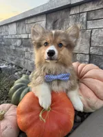 Hank, a male Pembroke Welsh Corgi for sale in Centralia, IL – 2 of 5