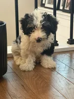 Dutton, a male Miniature Aussiedoodle for sale in Centralia, IL – 2 of 2