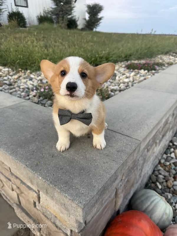 Waylon – Pembroke Welsh Corgi puppy for sale in Centralia, IL
