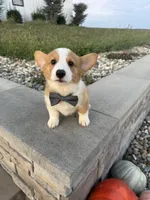 Waylon, a male Pembroke Welsh Corgi for sale in Centralia, IL – 1 of 4