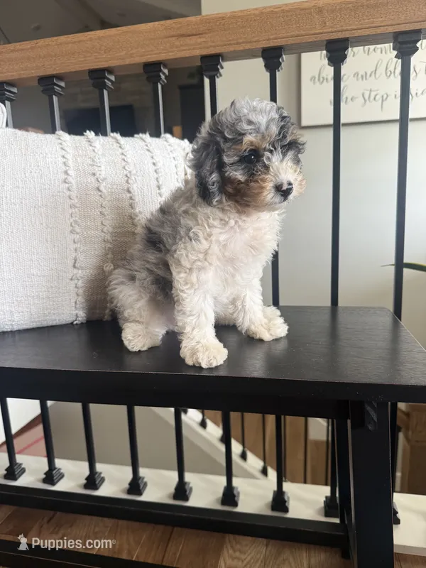 Belle  – Miniature Aussiedoodle puppy for sale in Centralia, IL