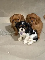 Winnie, a female Cavalier King Charles Spaniel for sale in Centralia, IL – 3 of 3
