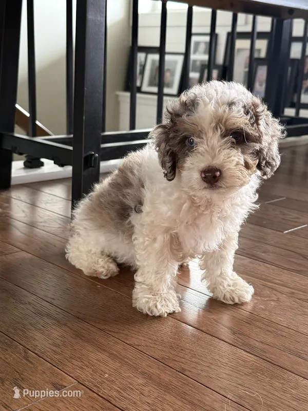 Tessa – Miniature Aussiedoodle puppy for sale in Centralia, IL