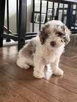 Tessa, a female Miniature Aussiedoodle for sale in Centralia, IL – 1 of 2