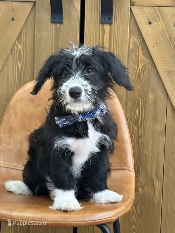Benny – Pembroke Welsh Corgi, Poodle - Miniature  puppy for sale in Centralia, IL