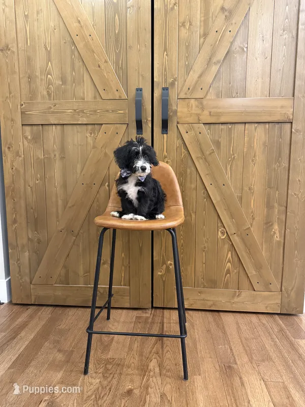 Winston  – Pembroke Welsh Corgi, Poodle - Miniature  puppy for sale in Centralia, IL