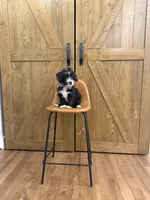 Winston , a male Pembroke Welsh Corgi and Poodle - Miniature  for sale in Centralia, IL – 1 of 2