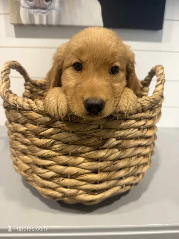 Fletcher – Golden Retriever puppy for sale in Centralia, IL