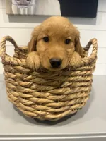 Fletcher, a male Golden Retriever for sale in Centralia, IL – 1 of 2