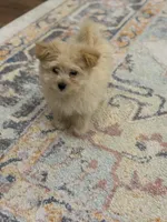 Libby, a female Pomapoo for sale in Centralia, IL – Photo 3 of 4