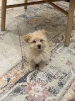 Libby, a female Pomapoo for sale in Centralia, IL – Photo 4 of 4