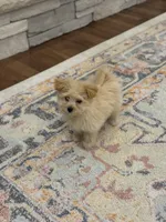 Libby, a female Pomapoo for sale in Centralia, IL – Photo 2 of 4