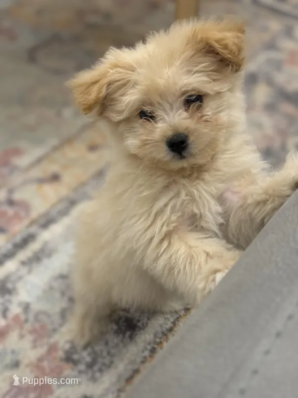 Libby – Pomapoo puppy for sale in Centralia, IL