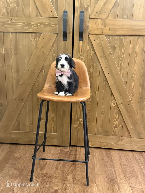 Tucker – Pembroke Welsh Corgi, Poodle - Miniature  puppy for sale in Centralia, IL