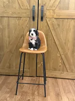 Tucker, a male Pembroke Welsh Corgi and Poodle - Miniature  for sale in Centralia, IL – 1 of 2