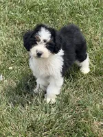 Rip, a male Miniature Aussiedoodle for sale in Centralia, IL – 2 of 2