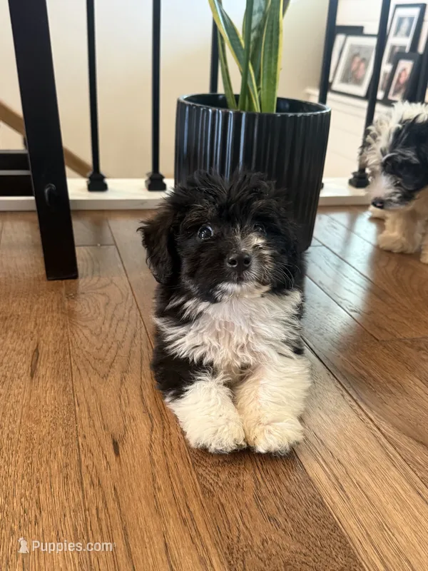 Benny  – Miniature Aussiedoodle puppy for sale in Centralia, IL