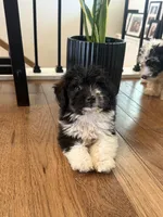 Benny , a male Miniature Aussiedoodle for sale in Centralia, IL – 1 of 2