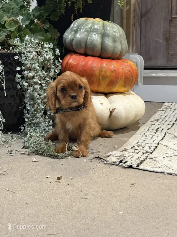 Ollie – Cavalier King Charles Spaniel puppy for sale in Centralia, IL