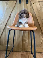 Tabby , a female Miniature Aussiedoodle for sale in Centralia, IL – 2 of 2