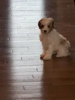 Baxter, a male Miniature Aussiedoodle for sale in Centralia, IL – 2 of 2