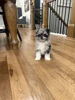 Teddy, a male Pomapoo for sale in Centralia, IL – Photo 3 of 3