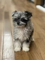 Teddy, a male Pomapoo for sale in Centralia, IL – Photo 2 of 3