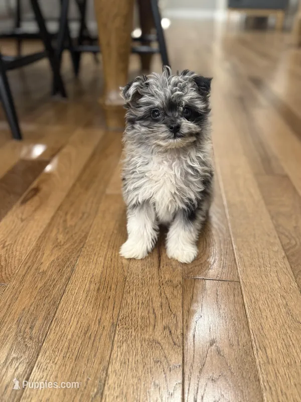 Teddy – Pomapoo puppy for sale in Centralia, IL