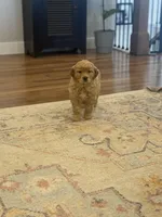 Honey , a female Golden Retriever for sale in Centralia, IL – Photo 1 of 2