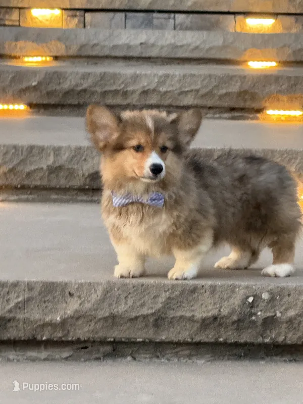 Hank – Pembroke Welsh Corgi puppy for sale in Centralia, IL