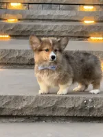 Hank, a male Pembroke Welsh Corgi for sale in Centralia, IL – 1 of 5