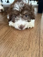 Teddy, a male Miniature Aussiedoodle for sale in Centralia, IL – 2 of 2