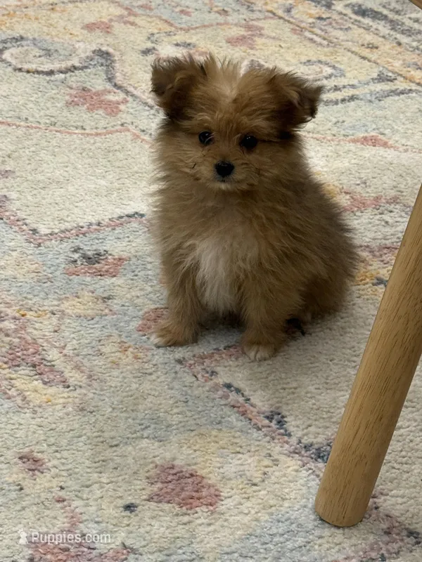 Benny – Pomapoo puppy for sale in Centralia, IL