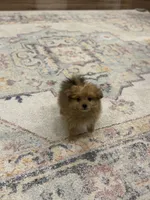 Benny, a male Pomapoo for sale in Centralia, IL – Photo 3 of 4