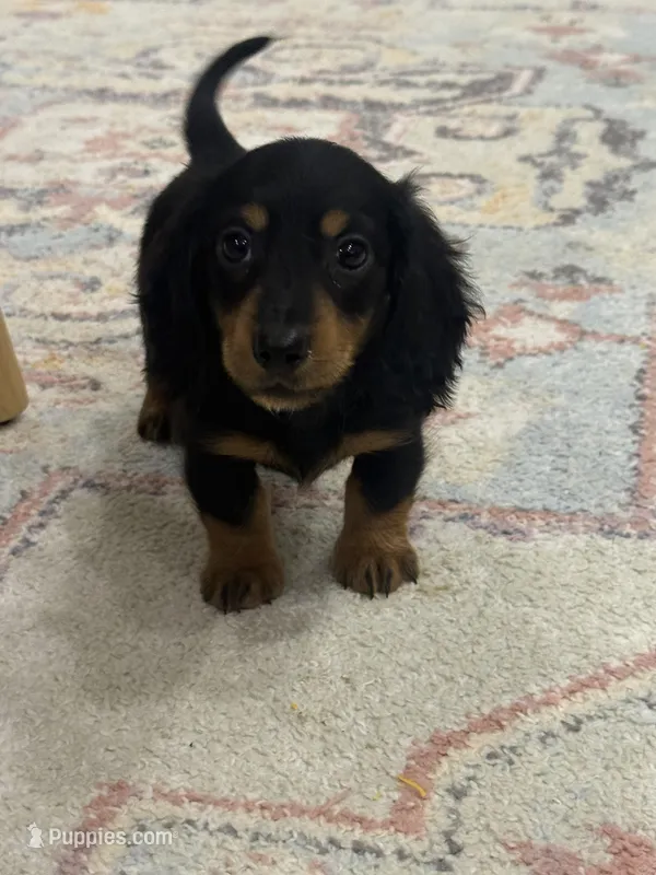 Frankie  – Miniature Dachshund puppy for sale in Centralia, IL